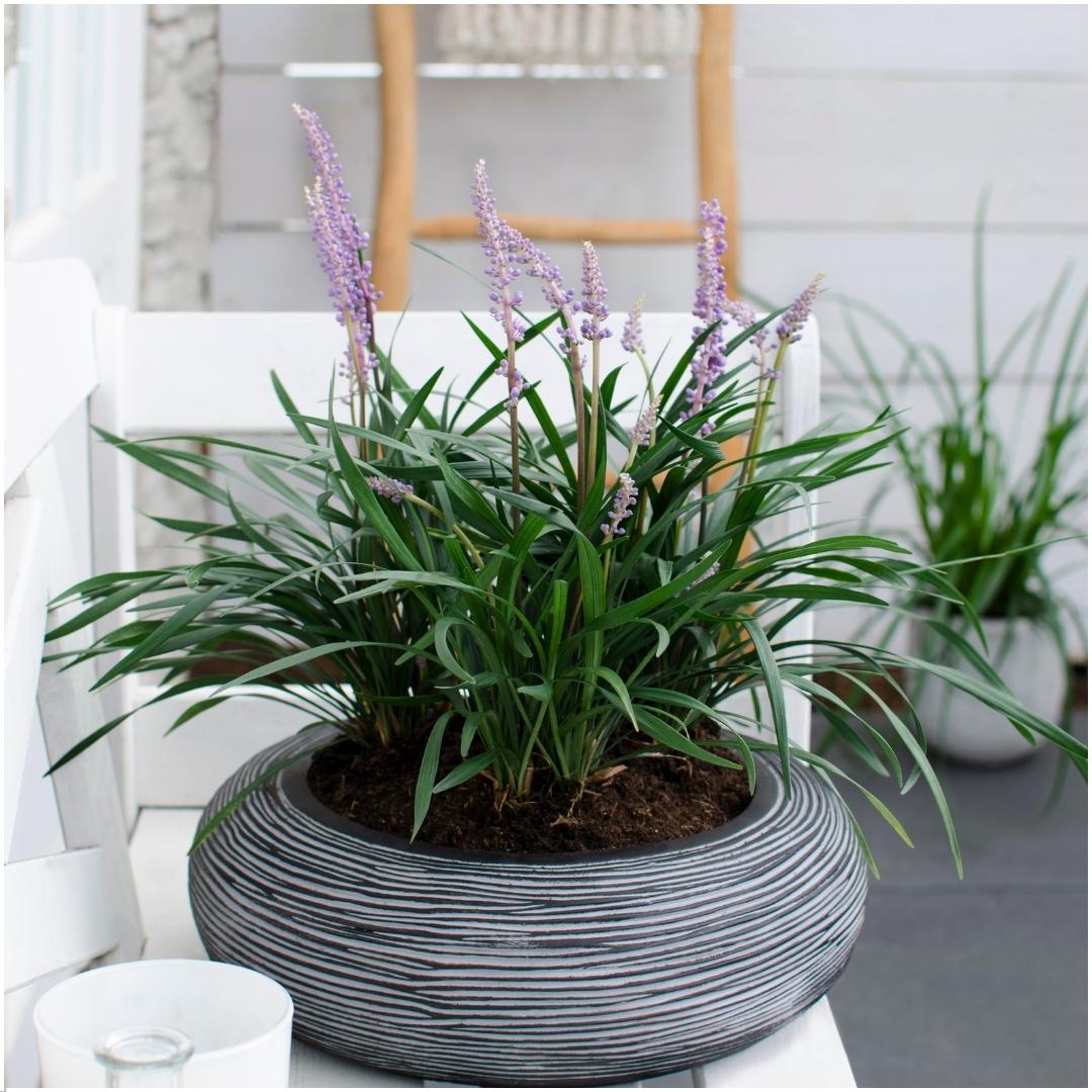 Liriope muscari 'Ingwersen' - 6x - Ø 14 cm - ↨ 25 cm