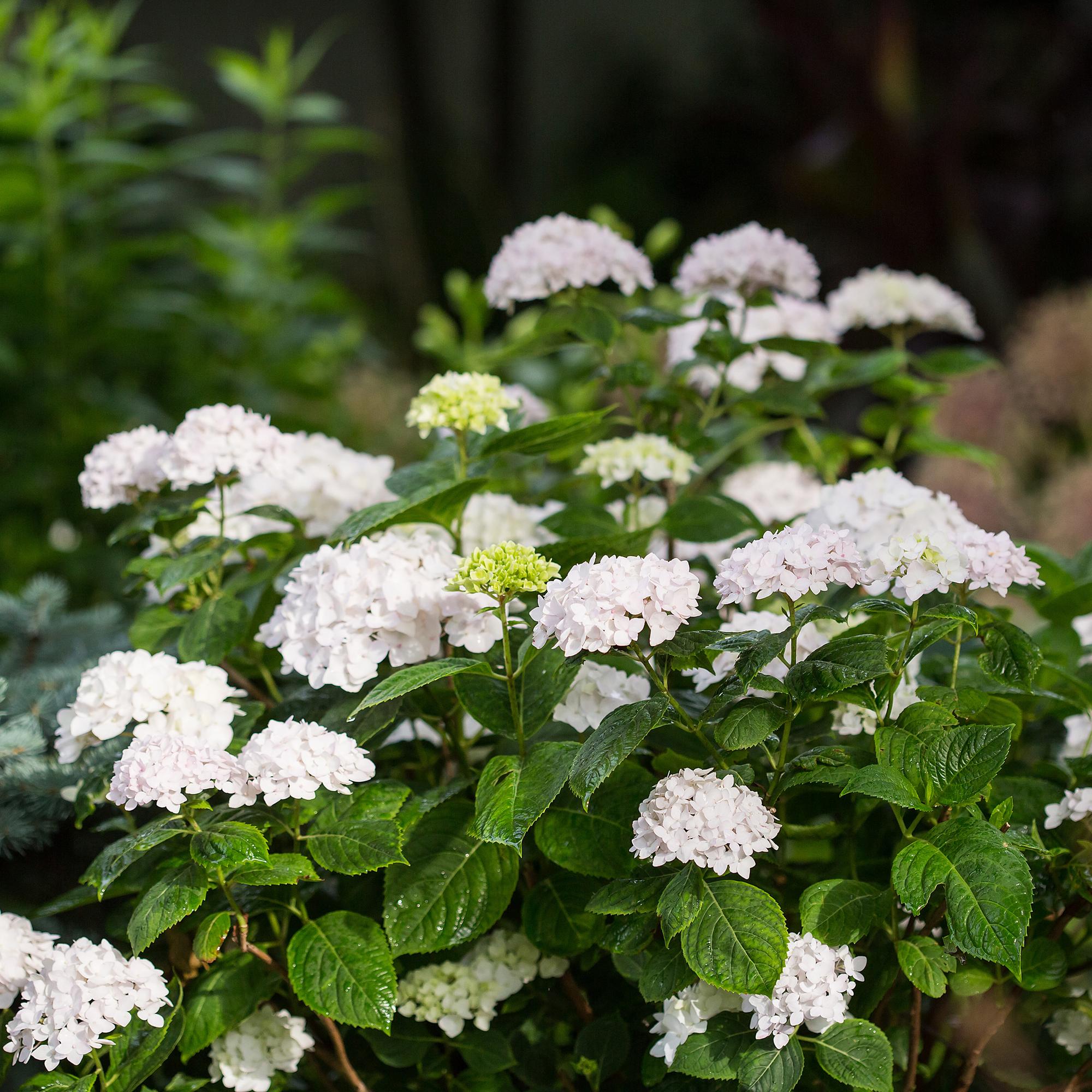Hydrangea Endles Summer The Bride - Hortensia - Winterhard - Wit - 2 Planten - Pot 14cm - Hoogte 20-25cm