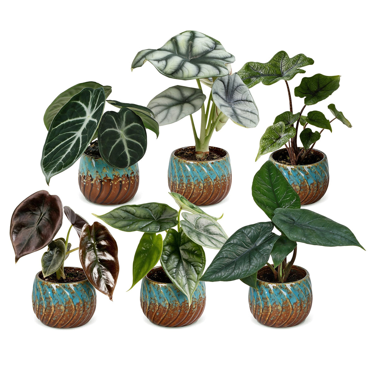 Baby Alocasia Familie 6x- Rood - Groen - Zwart - Zilver - Grijs - Tropisch - incl. Copper Reef - Ø6cm - ↕12cm
