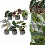 Baby Alocasia Familie 6x- Rood - Groen - Zwart - Zilver - Grijs - Tropisch - incl. Linnea Misty Blue - Ø6cm - ↕12cm