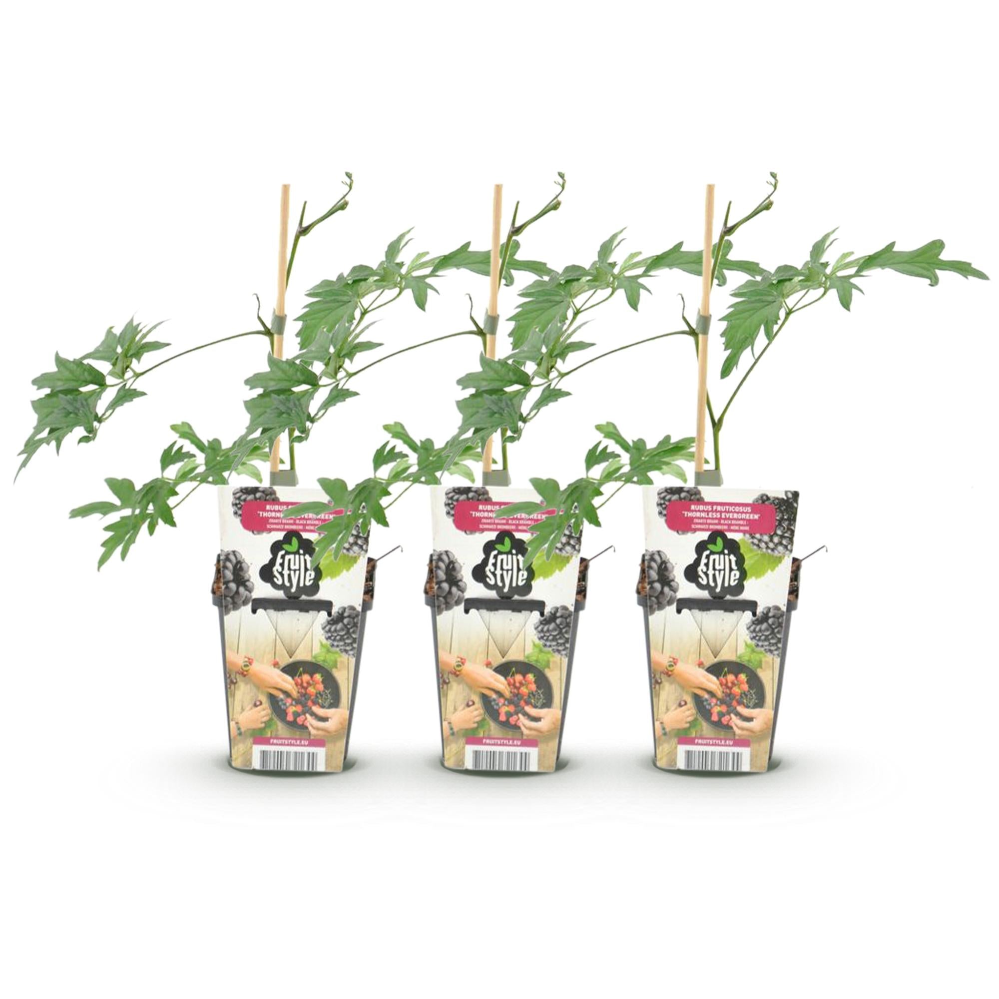 Groenblijvende Braam - Rubus Thornless Evergreen - Winterhard - 3 Planten - Pot 9 cm - Zwarte Braam