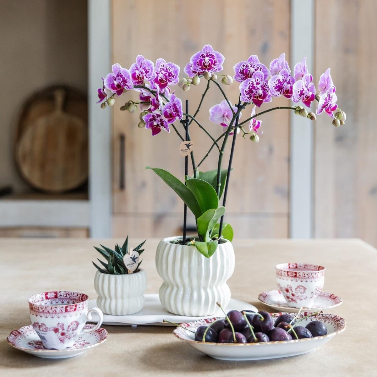 Kolibri Orchids | Combi Deal - 4 Roze-Paarse Phalaenopsis Orchideeën Diamond El Salvador - Ø9 cm
