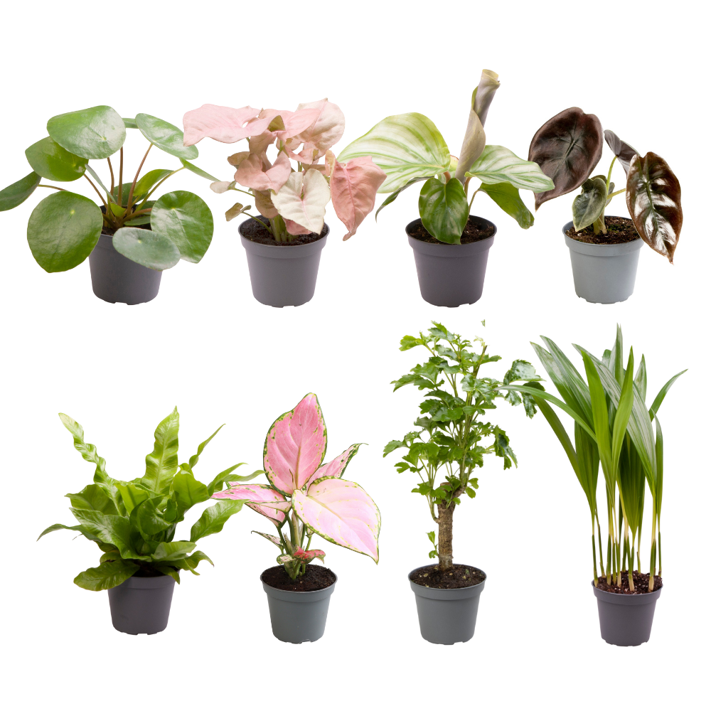 Caja sorpresa para plantitas - Ø6cm - ↕12cm - x8