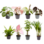 Caja sorpresa para plantitas - Ø6cm - ↕12cm - x8