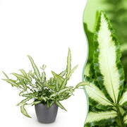 Pteris cretica Albolineata - Lintvaren - Huisdiervriendelijke Plant - Groen - 1 Plant - met Potter Grijs - Pot 12cm - Hoogte 20cm