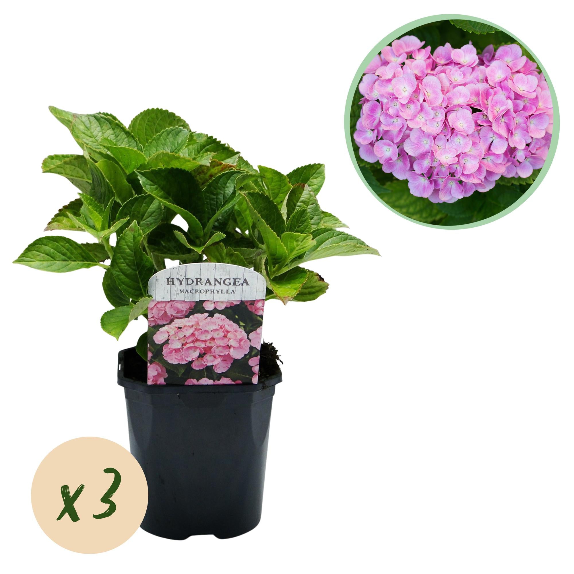 Green boutiQ – Hortensie – Hortensie (Hydrangea macrophylla) Rosa – Blütenfarbe Rosa – 3 Pflanzen – 1 m² – Laubabwerfend – Pflegeleicht – Topf: 17 cm, Höhe: 30 cm