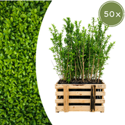 Ligustrum Ovalifolium ↕ 60-80 - Ø 19cm - 50x | Mini Pallet