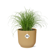 Cyperus Alternifolius Zumula in ELHO Vibes Fold 14cm geel