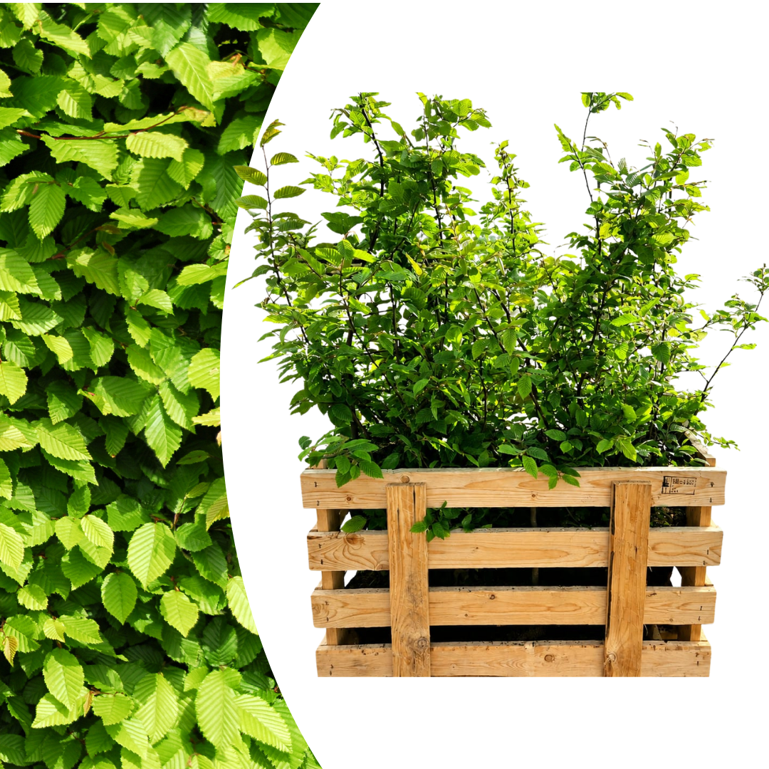 Carpinus Betulus ↕ 80-100 - Ø 19cm - 50x | Mini Pallet