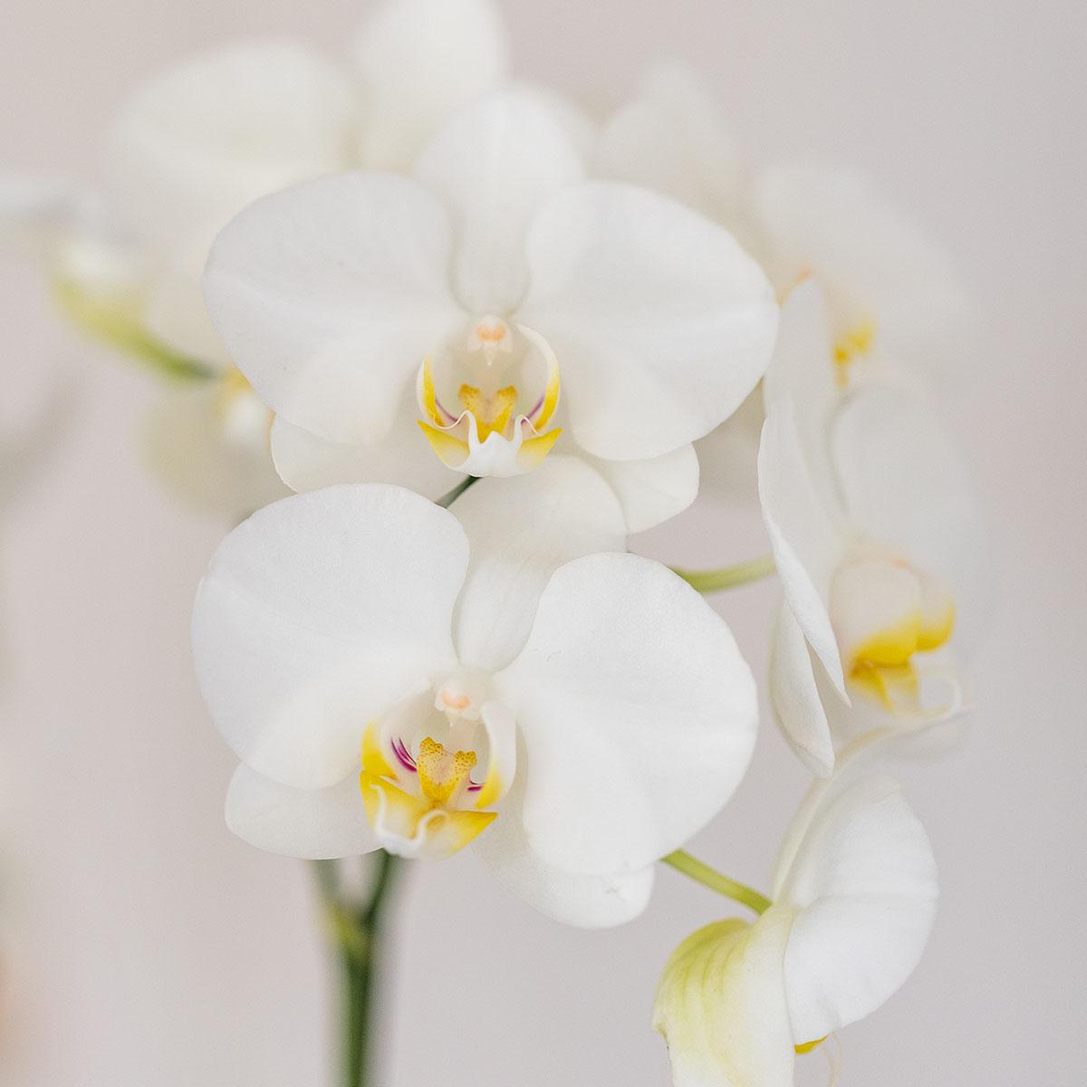 Kolibri Orchids | Set di orchidea bianca Amabilis e succulenta in un vaso tubolare bianco - dimensioni del vaso Ø9cm | pianta da appartamento fiorita - fresca dal coltivatore