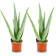 Aloë Vera - 2 Stuks - Ø 10,5 cm - Hoogte: 35 - 40cm