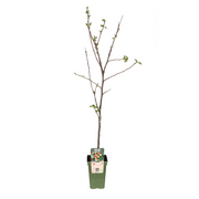 Malus Domestica Jonagold - Apple - Ø19cm - ↕60cm