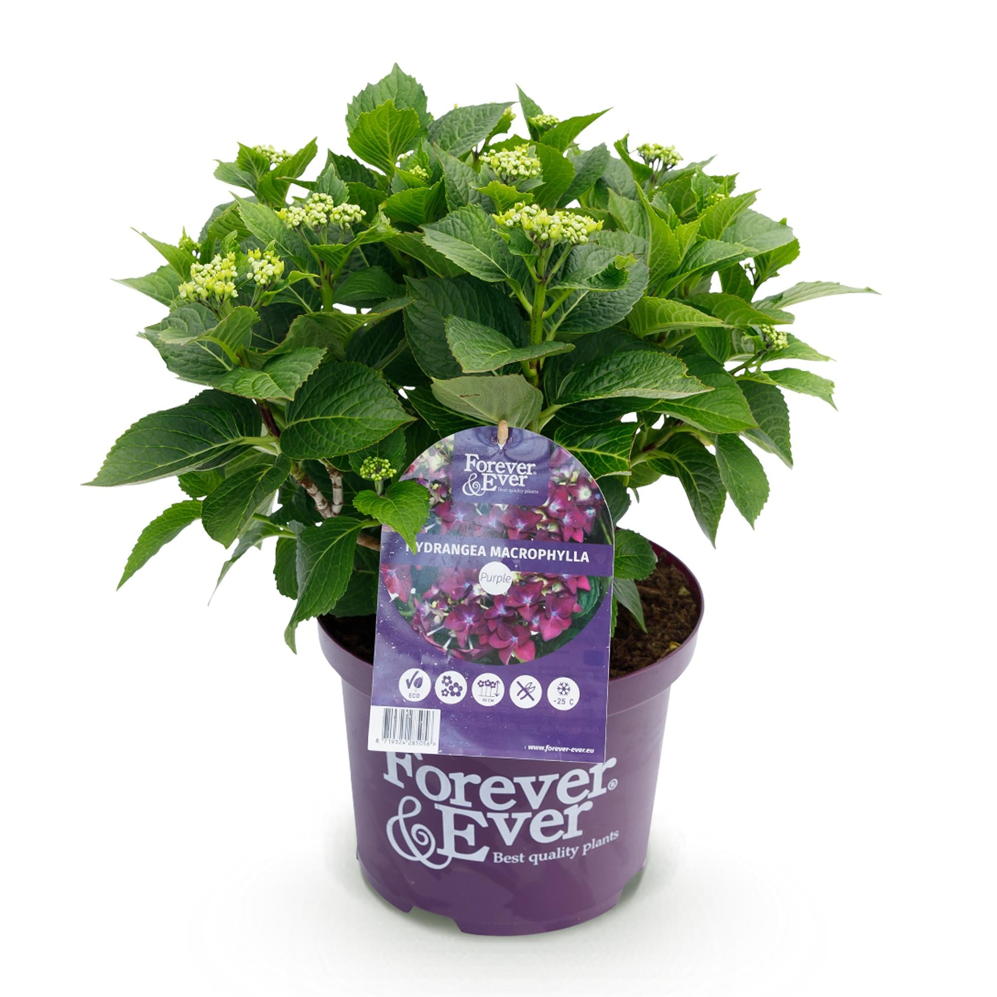Green boutiQ - Pianta da patio - Ortensia - Hydrangea Forever & Ever - Viola - 7-12 fiori - Vaso 23 cm Altezza 55 cm