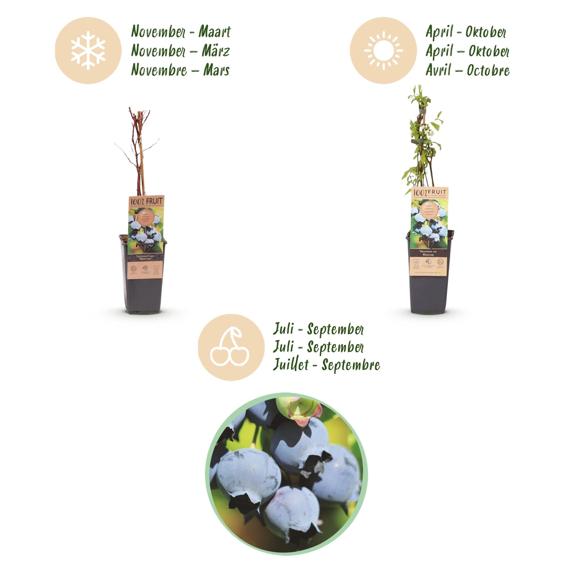 Vaccinium corymbosum Bluecrop - Bosbes - Winterhard - Blauwe Bes - 2 Planten - Pot 15cm - Hoogte 50cm
