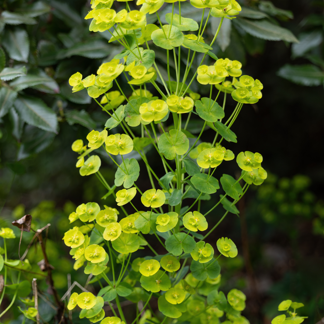 12x Euphorbia amygdal. robbiae - ↕10-25cm - Ø9cm