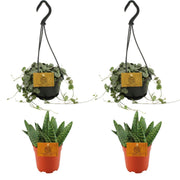 2x Aloe paradisicum + 2x Ceropegia woodii - 4 Stück - Ø 10,5 cm - ↕ 10 cm