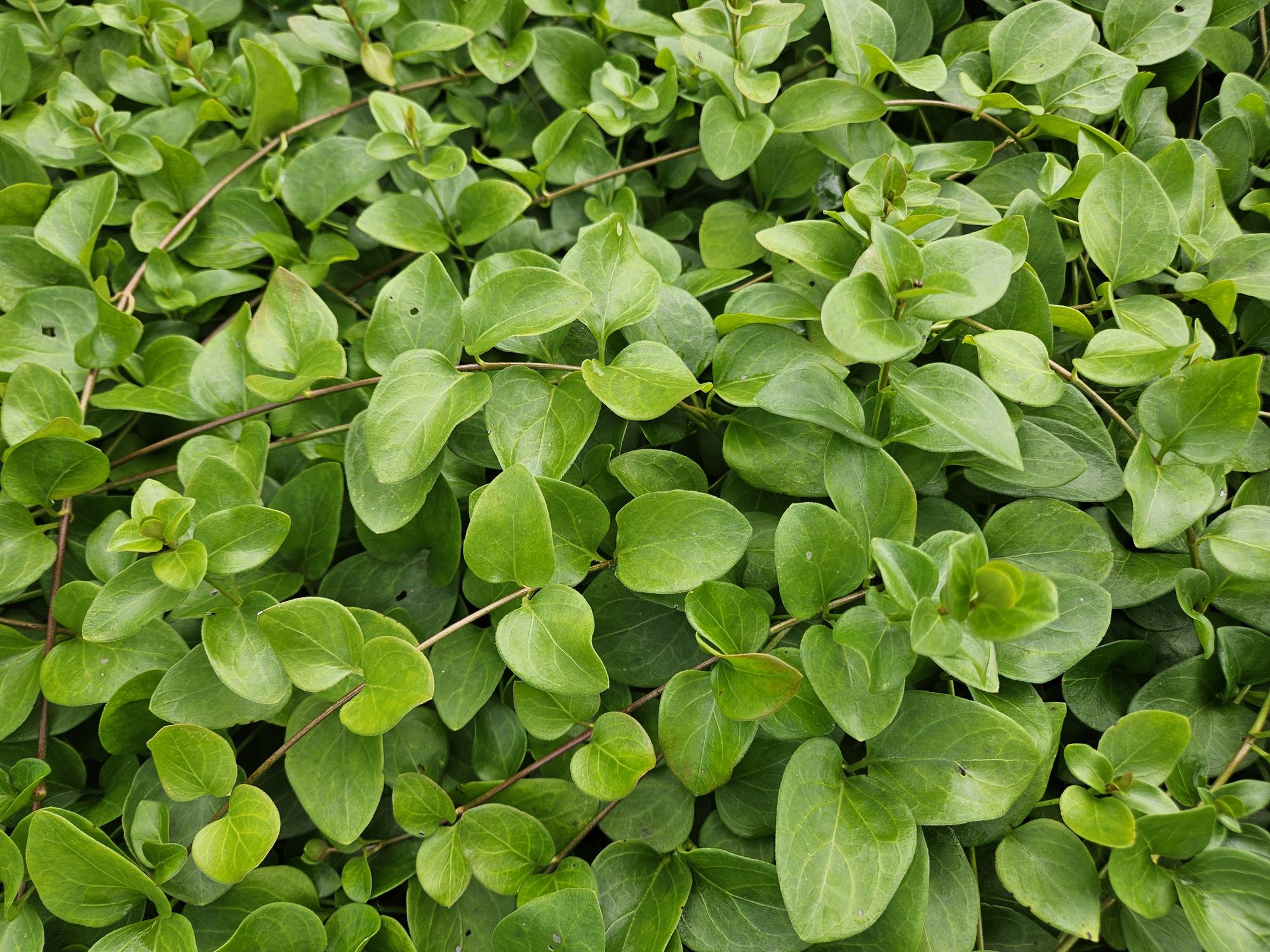 48x Vinca major 'Alba' - ↕10-25cm - Ø9cm