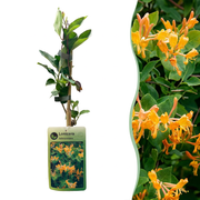 Lonicera tellmanniana - Tellmann-kamperfoelie 6x - Oranje - Geel - Klimplant - Ø9cm - ↕35cm