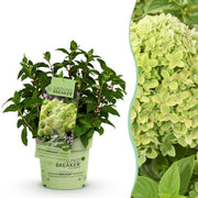 Hydrangea panniculata Groundbreaker Greeny - Pluimhortensia - Winterhard - Creme - 1 Plant - Pot 14cm -Hoogte 20-25cm