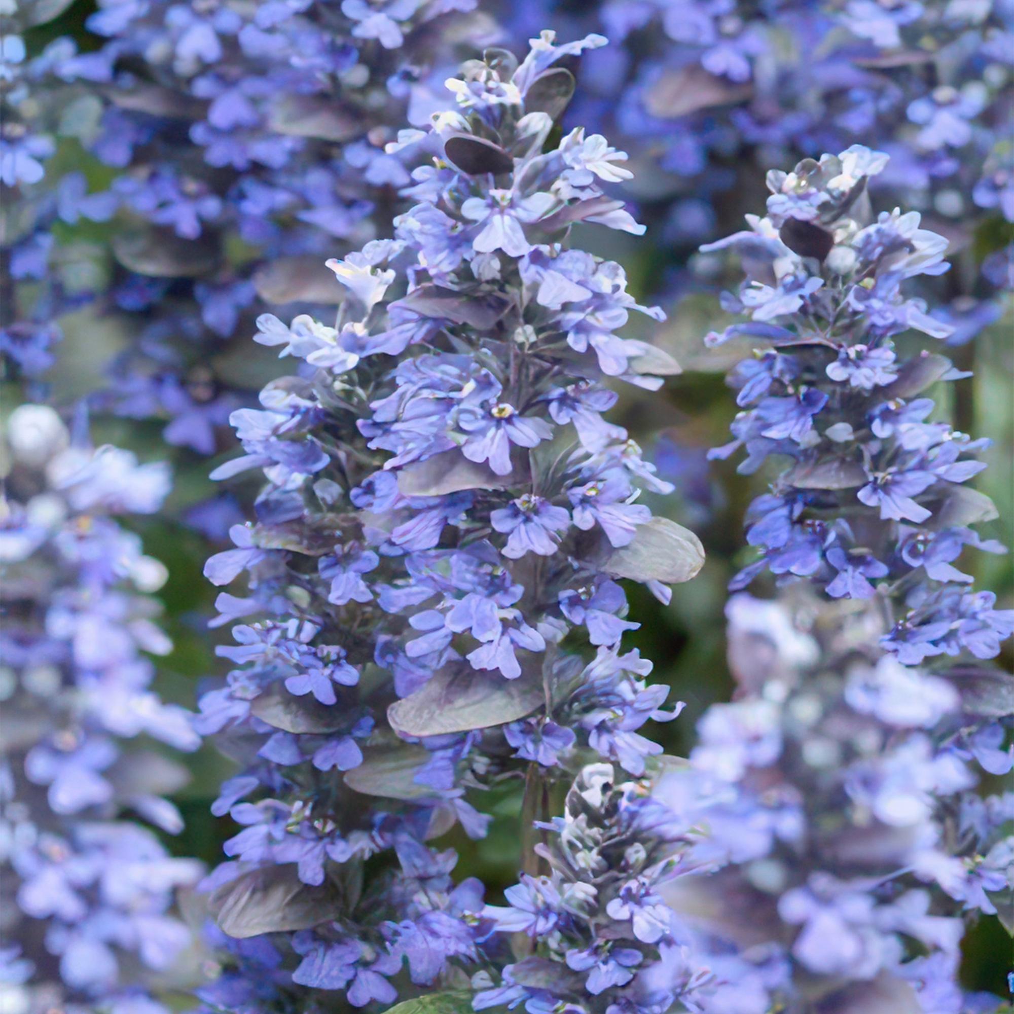 12 Ajuga reptans 'Burgundy Glow' - ↕10-25cm - Ø9cm