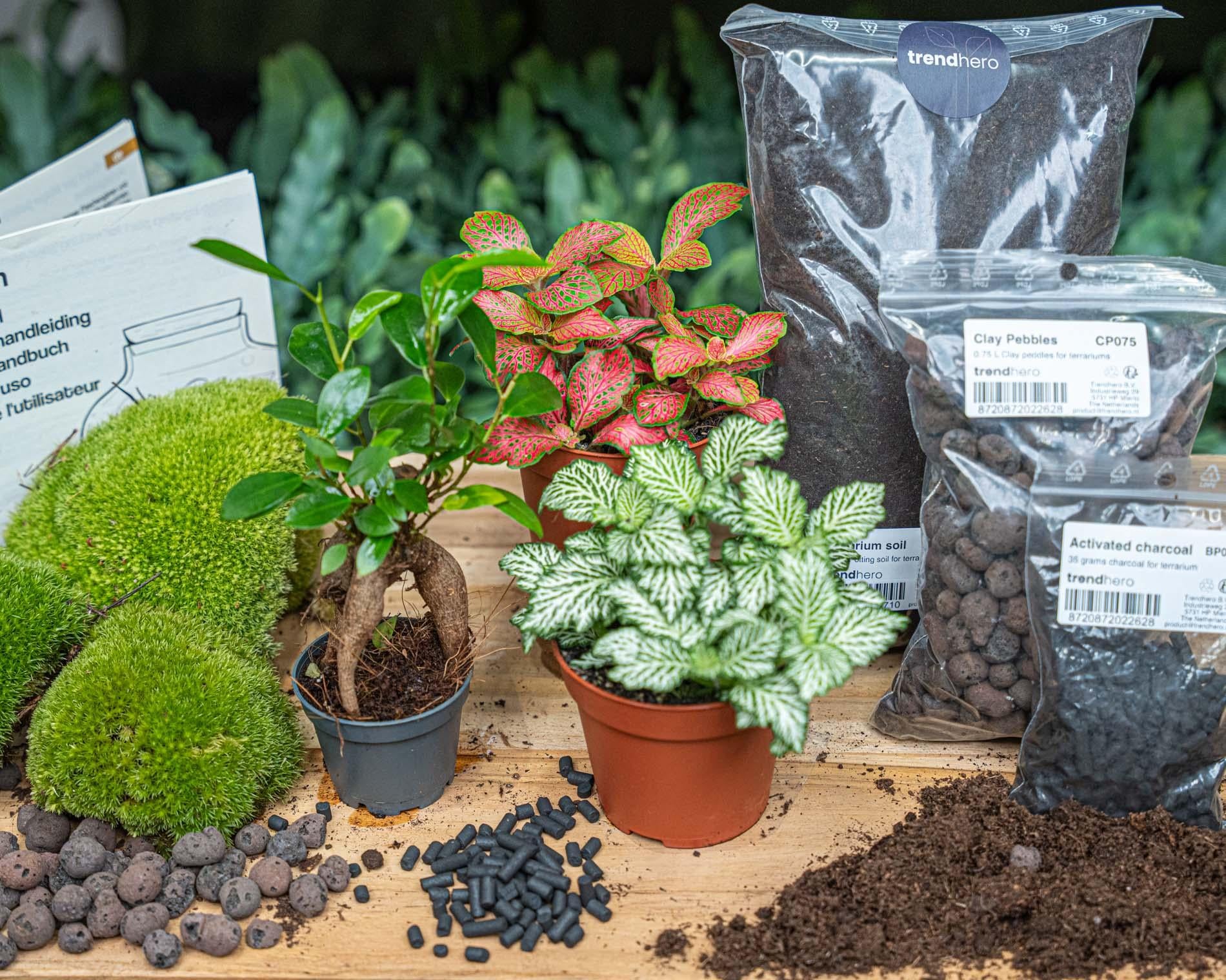 Plant terrarium kit - Ficus Ginseng bonsai - Refill & Starter kit - DIY