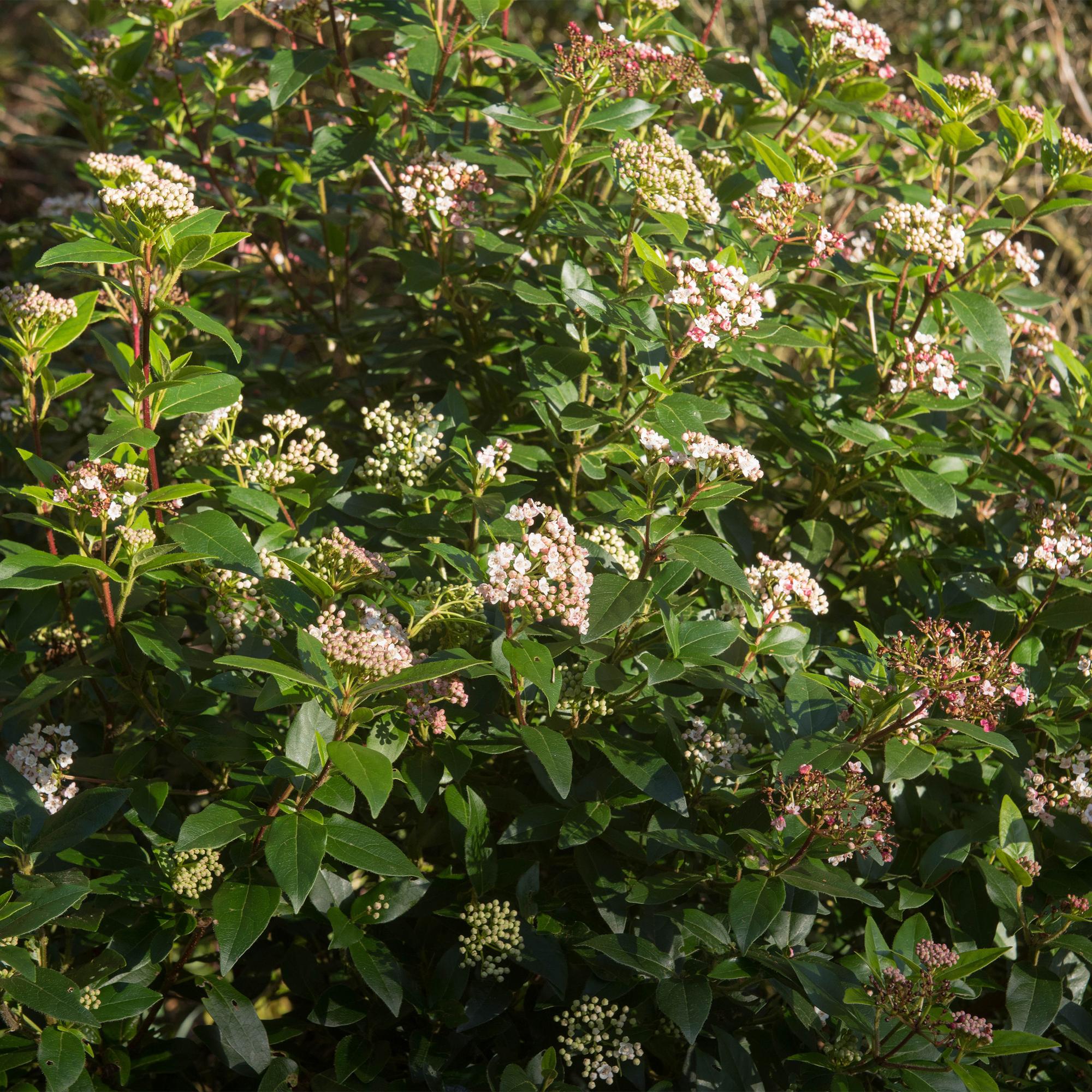 Green boutiQ - Pianta su stelo - Viburnum tinus Eve Price - Pianta da patio - Sempreverde - Resistente all'inverno - Fiore bianco-rosa - Vaso 19 cm Altezza 90 cm