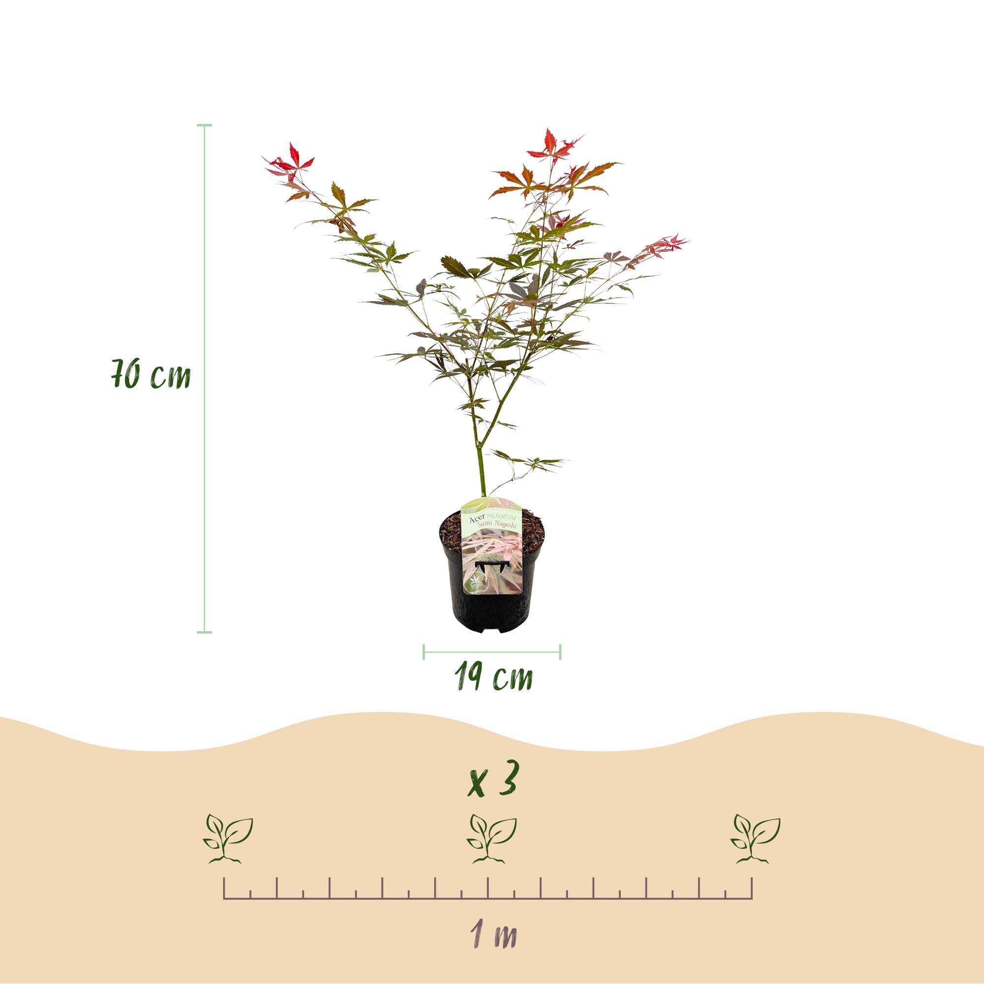 Green boutiQ – Terrassenpflanze – Japanischer Ahorn (Acer palmatum Sumi-nagashi) – Rot – 2 Pflanzen – Laubabwerfend – Topf 19 cm, Höhe 70 cm
