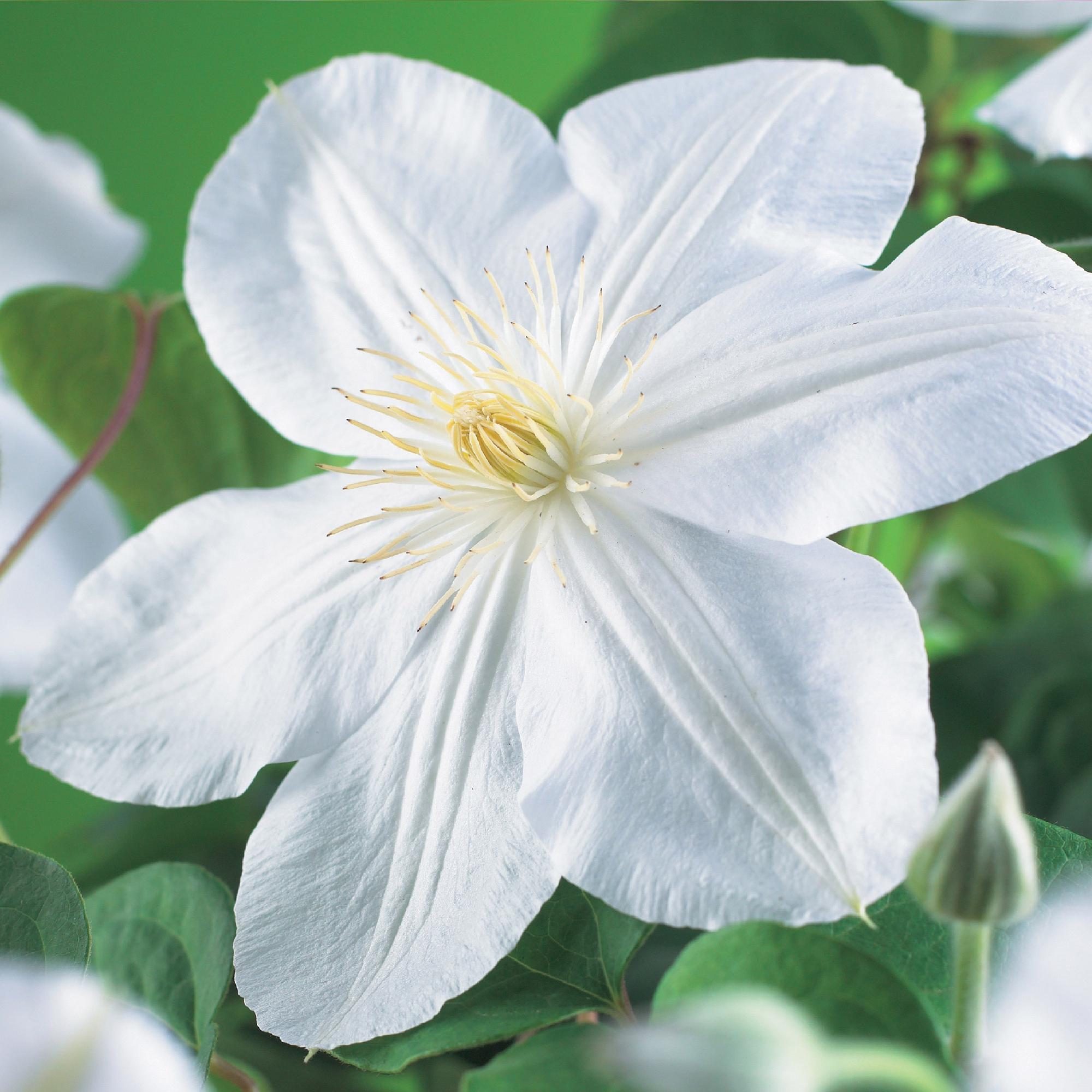 Clematis Madame Le Coultre - bloem wit - Weinig onderhoud -2 planten -  Pot 11cm Hoogte 40cm