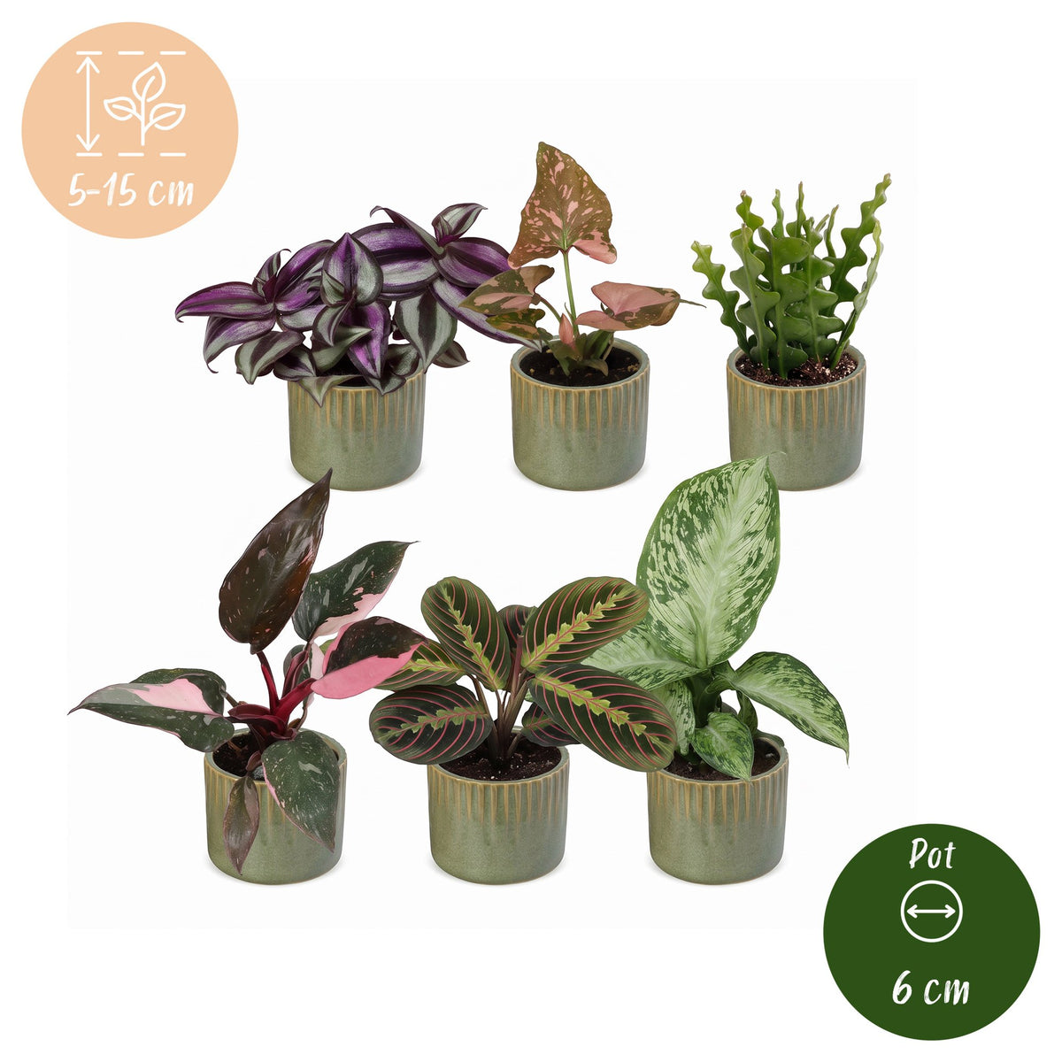 Baby Plants Surprise Box 6x - Verrassingsbox kleine planten - Diversen - Tropisch - incl. Linnea Olive - Ø6cm - ↕5-15cm
