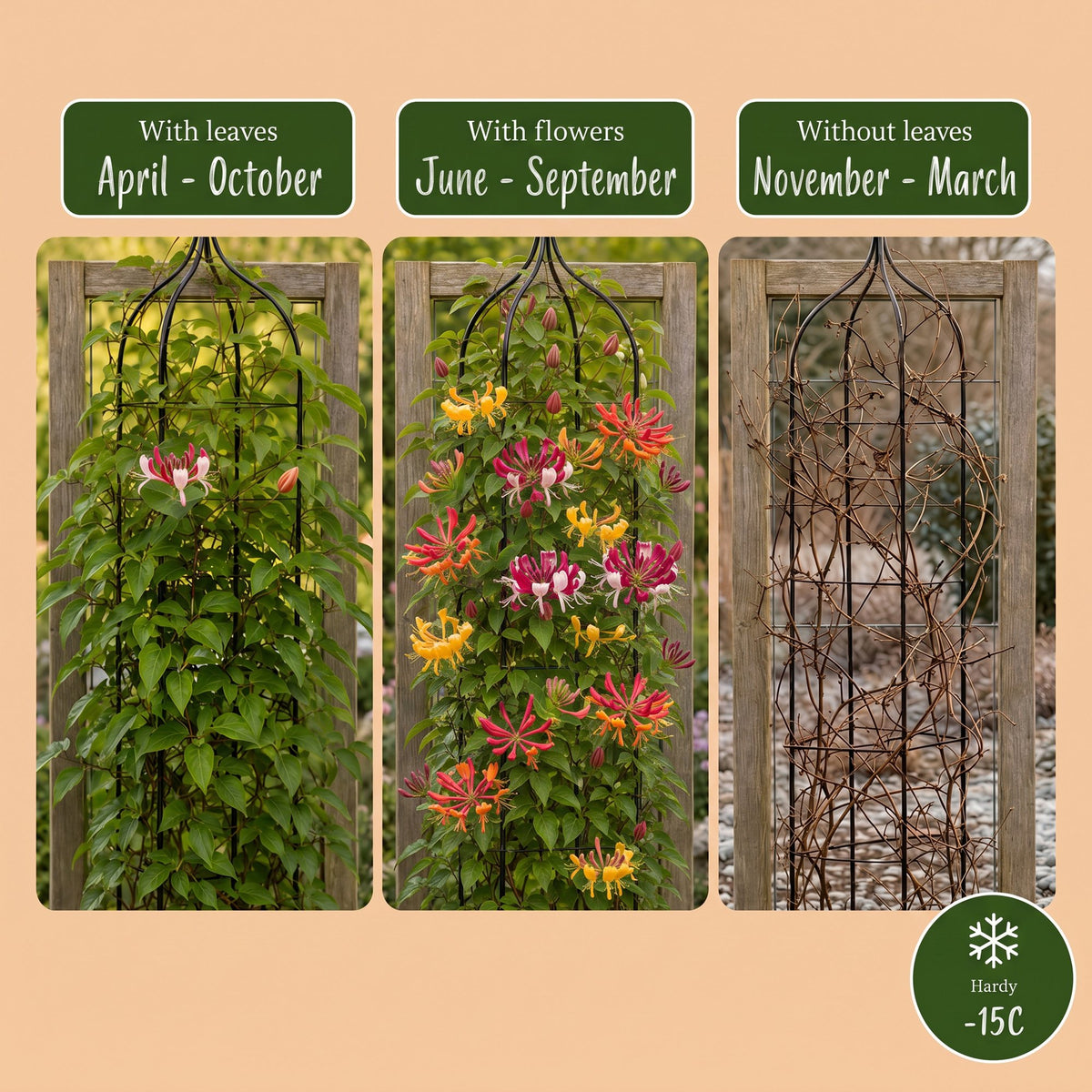 Lonicera Tricolour - Driekleurige kamperfoelie 3x - Rood - Paars - Oranje - Geel - Klimplant - Ø9cm - ↕35cm