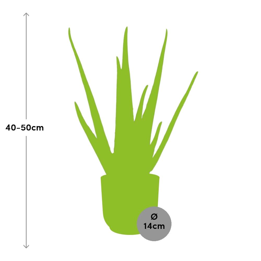 Aloe Vera 12 cm in ELHO Vibes Fold 14 cm rosa