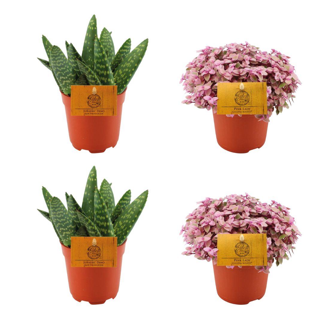 2x Aloe Paradisicum + 2x Callisia Rosato -4 pezzi -Ø10,5cm - ↕10cm