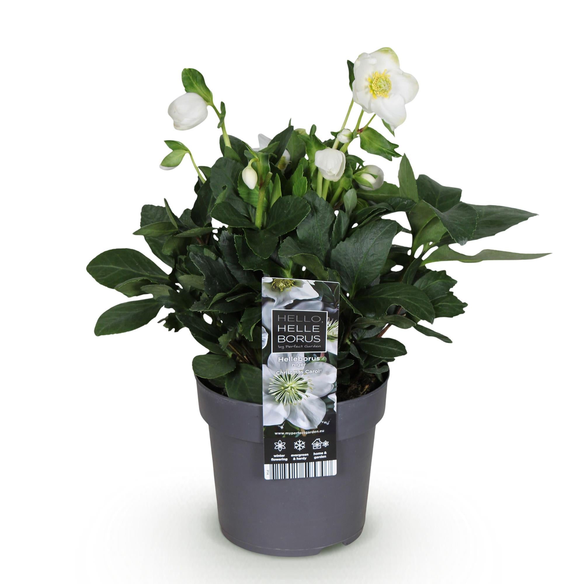 Kerstroos - Helleborus Christmas Carol  - Witte Bloem -1 Plant - Groenblijvend - Pot 14cm Hoogte 30cm