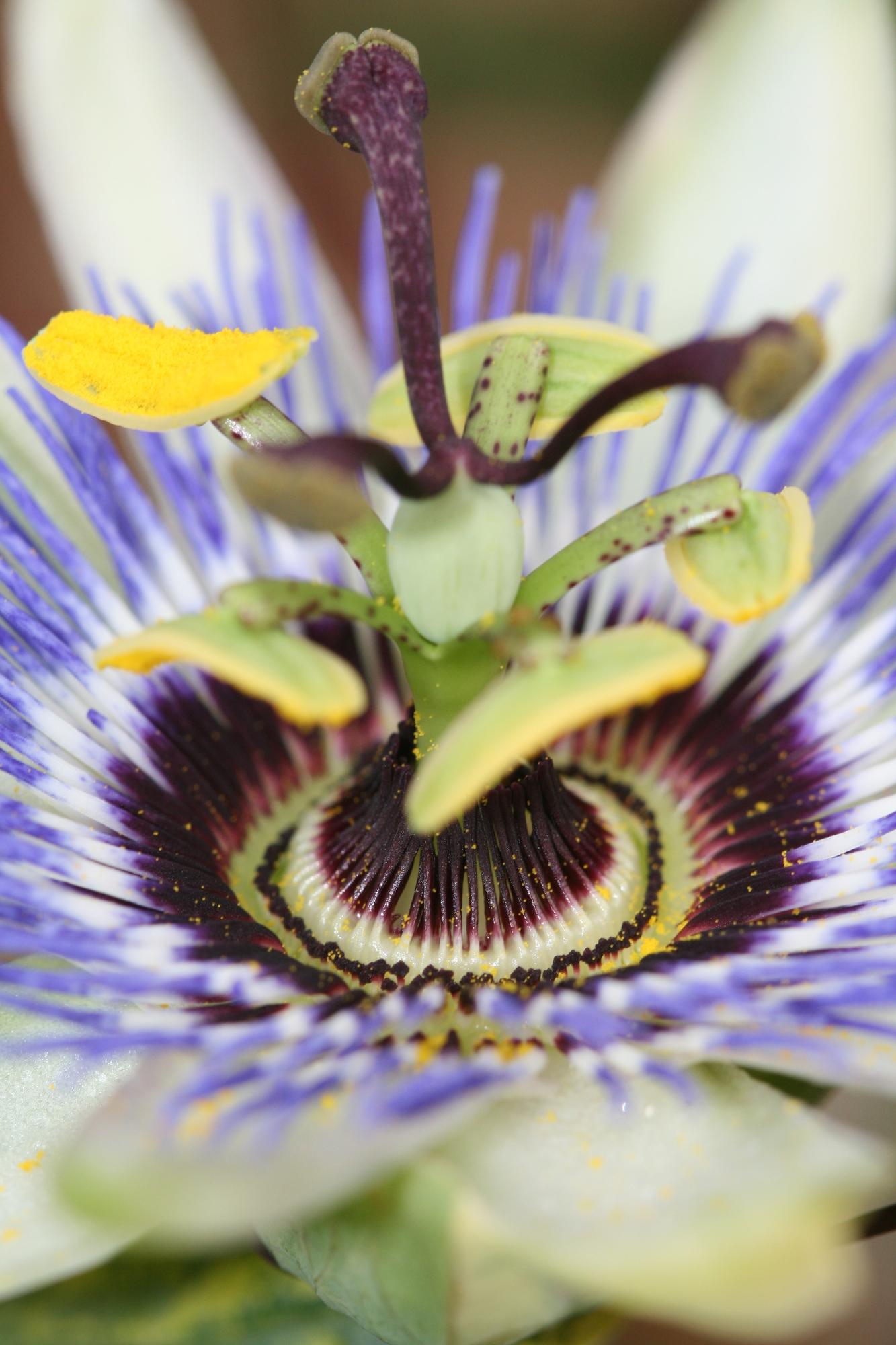 Passiflora Blu caerulea - Ø15cm - ↕65cm