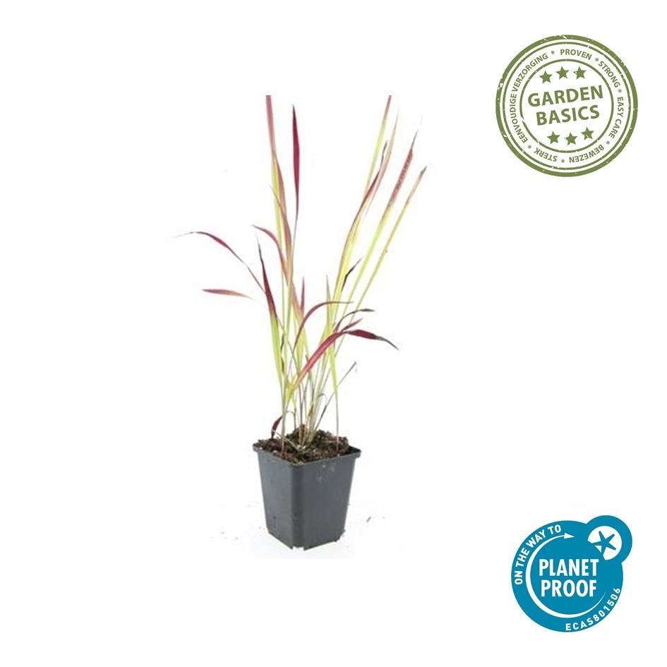 6x Imperata cylindrica 'Red Baron' - ↕10-25cm - Ø9cm