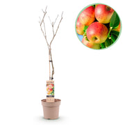 Green boutiQ - Pianta da frutto - Melo - Malus domestica Jonagold - Mela giallo-verde - Vaso 21cm Altezza 90cm