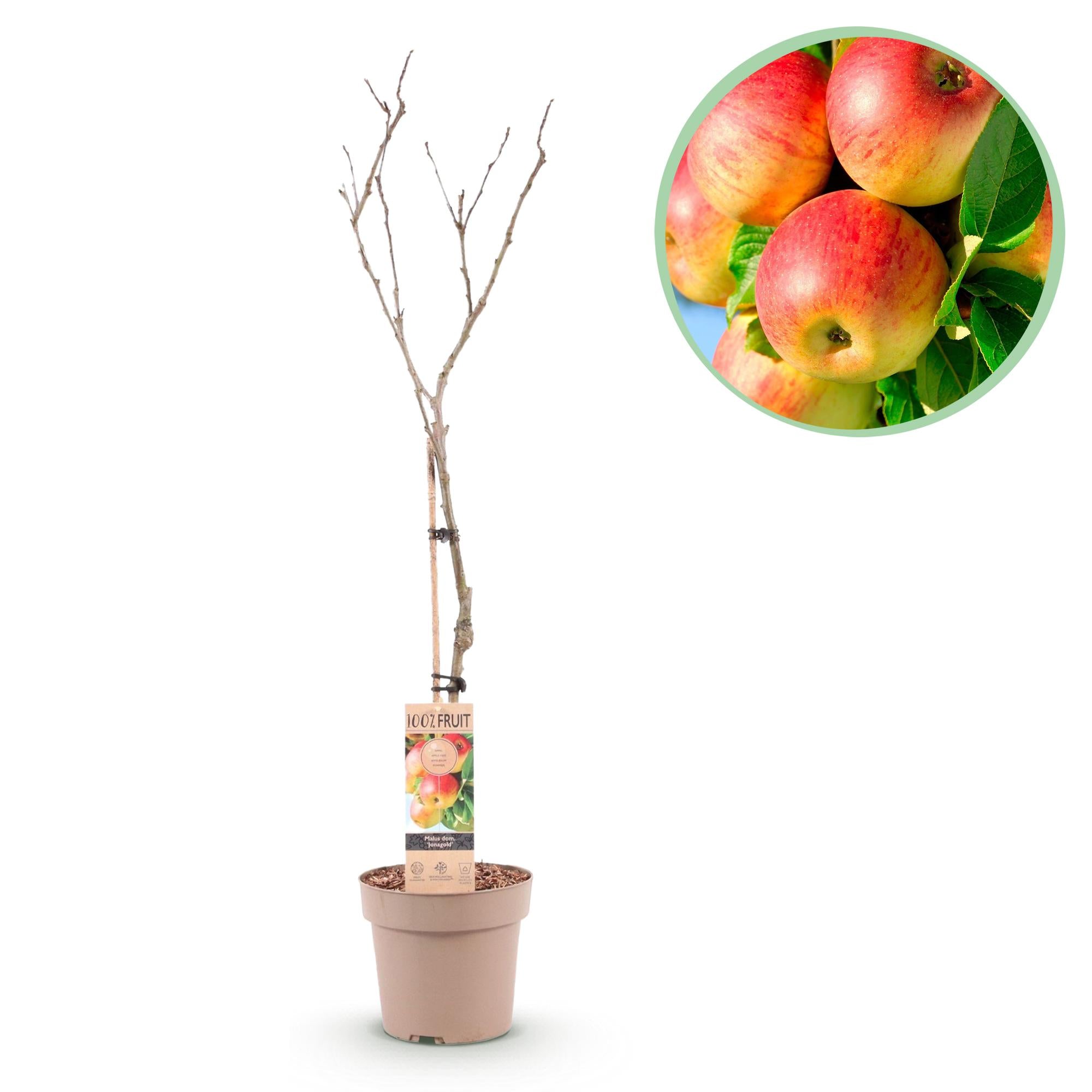 Green boutiQ - Pianta da frutto - Melo - Malus domestica Jonagold - Mela giallo-verde - Vaso 21cm Altezza 90cm