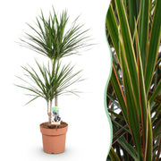 Dracaena Marginata - Drakenbloedboom - Weinig onderhoud - Groen - 1 Plant - Pot 21cm - Hoogte 90-100cm