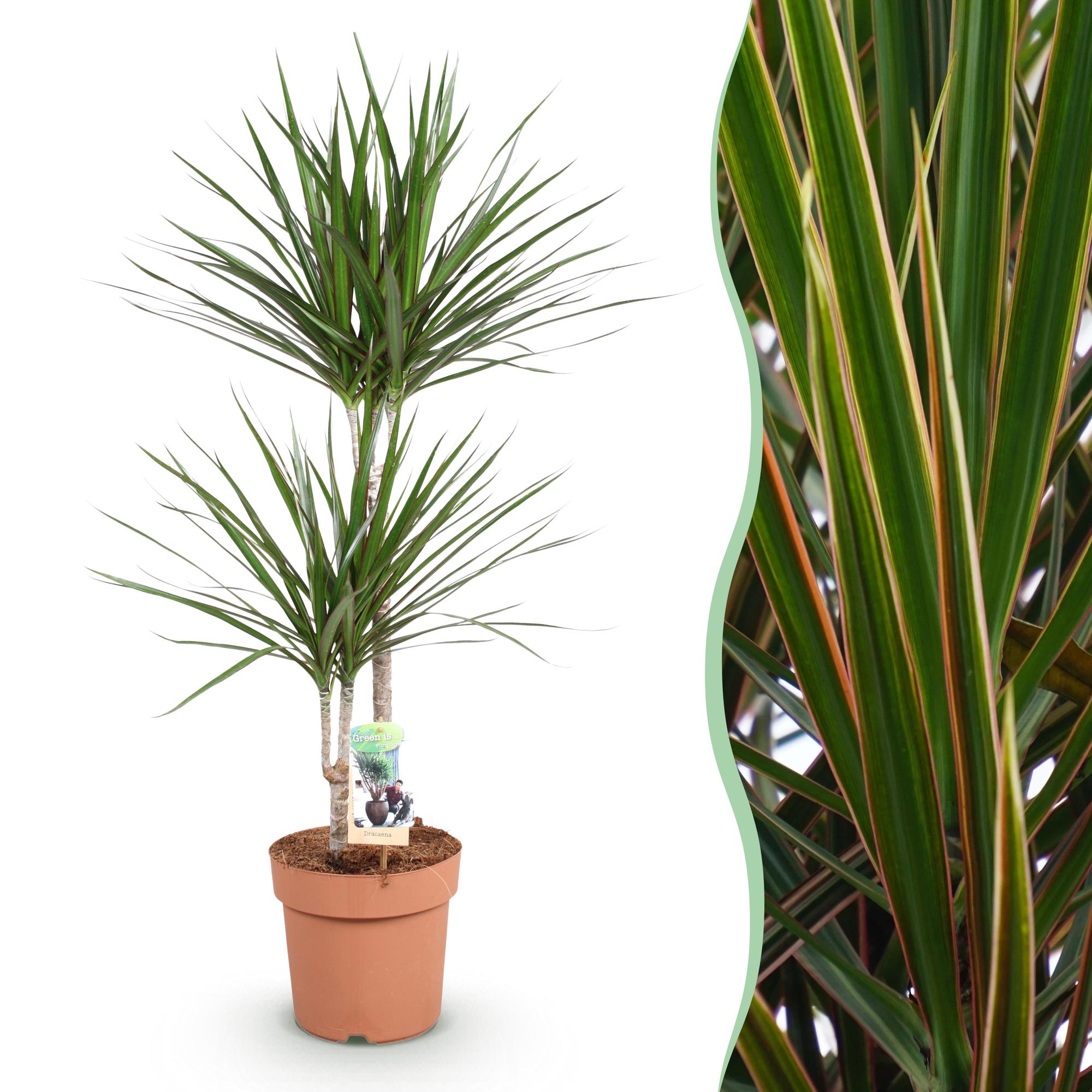 Dracaena Marginata - Drakenbloedboom - Weinig onderhoud - Groen - 1 Plant - Pot 21cm - Hoogte 90-100cm