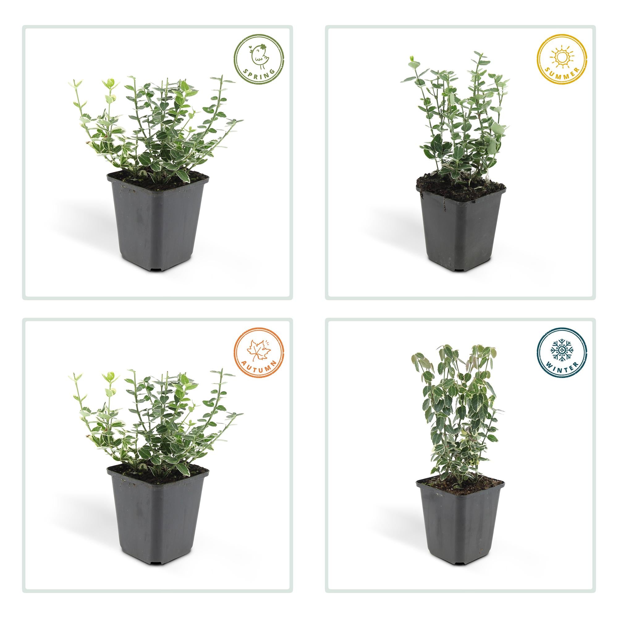 6x Euonymus fort. 'Emerald Gaiety' - ↕10-25cm - Ø9cm