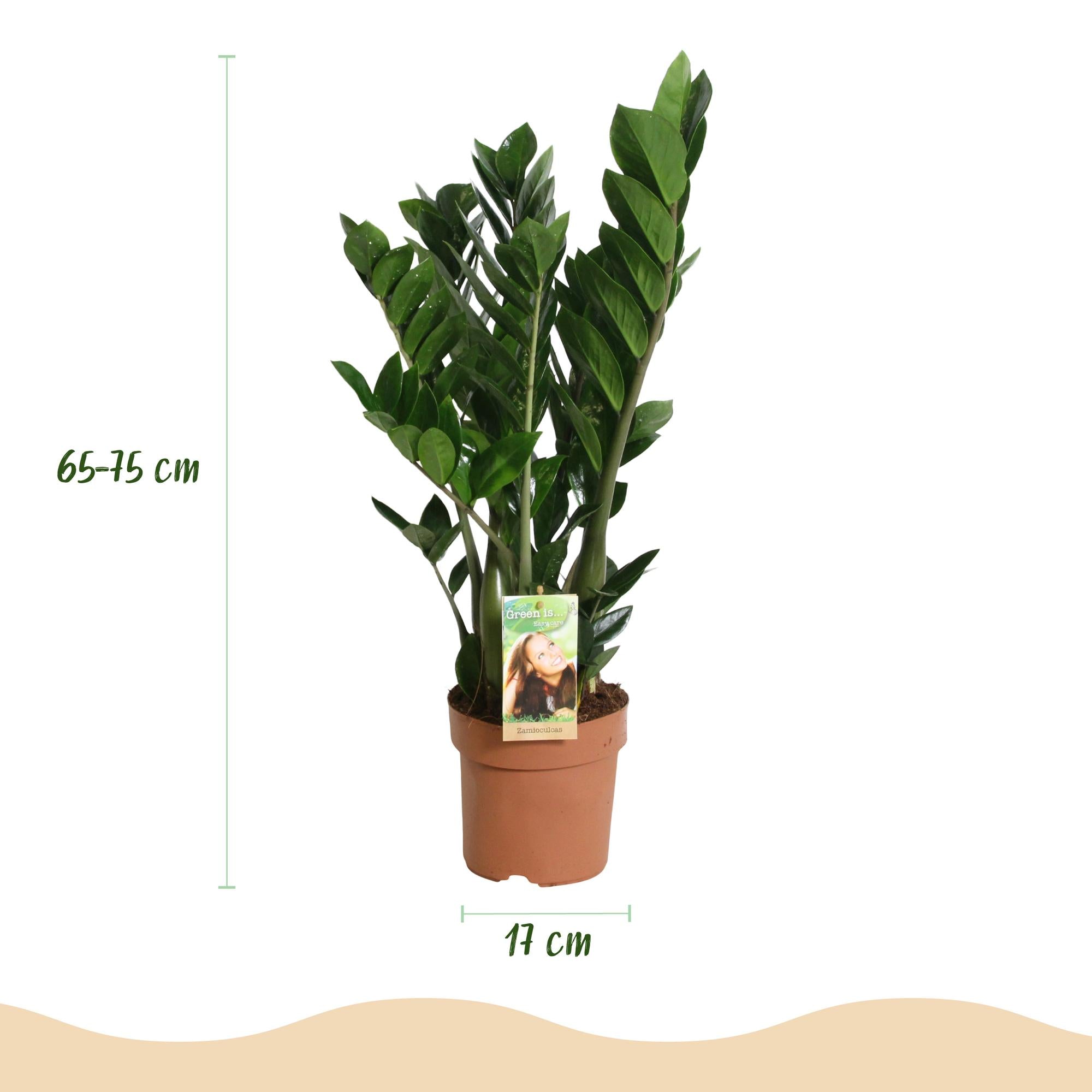 Zamioculcas - ZZ-plant - Pot 17cm - Hoogte 65-75cm - 2x