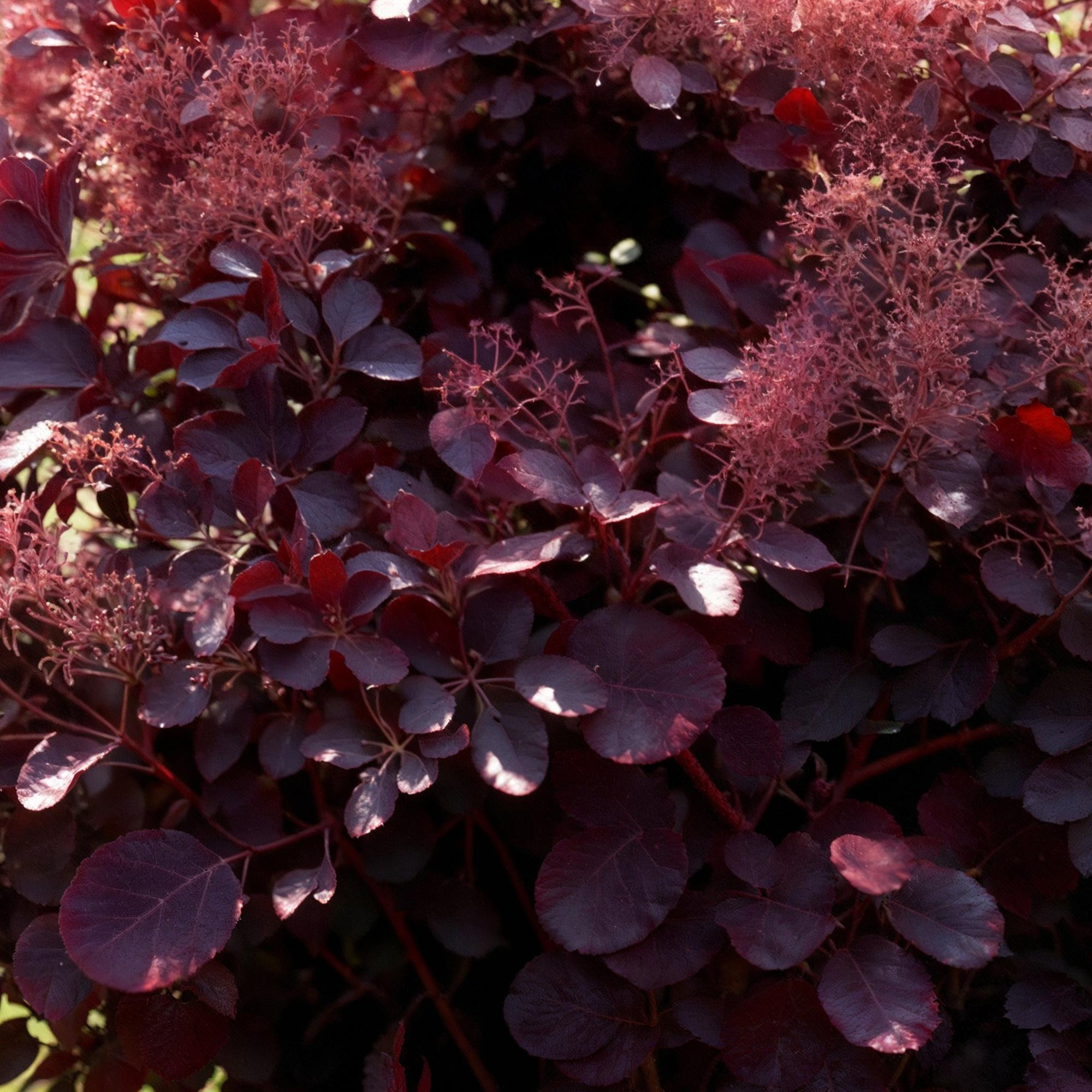 Cotinus coggyria Lilla - Paars 3 Planten - Bladverliezend - Weinig Onderhoud - Pot 12cm Hoogte 35cm