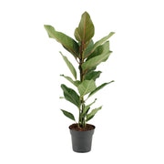Ficus benghalensis Joy - Ø17cm - ↕65cm