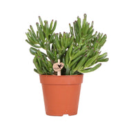 Kolibri Greens | Groene plant - Succulent Crassula Hobbit | groene kamerplant - vers van de kweker - Ø12cm