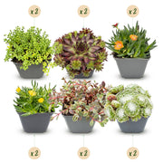 Alpine mix - Ø7cm - ↕10-12cm - 12x
