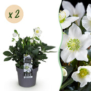 Kerstroos - Helleborus Christmas Carol  - Witte Bloem -2 Planten - Groenblijvend - Pot 14cm Hoogte 30cm