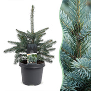 Picea pungens Glauca - 2x Blauwe spar - Blauw - Kerstboom - Ø23cm - ↕60cm