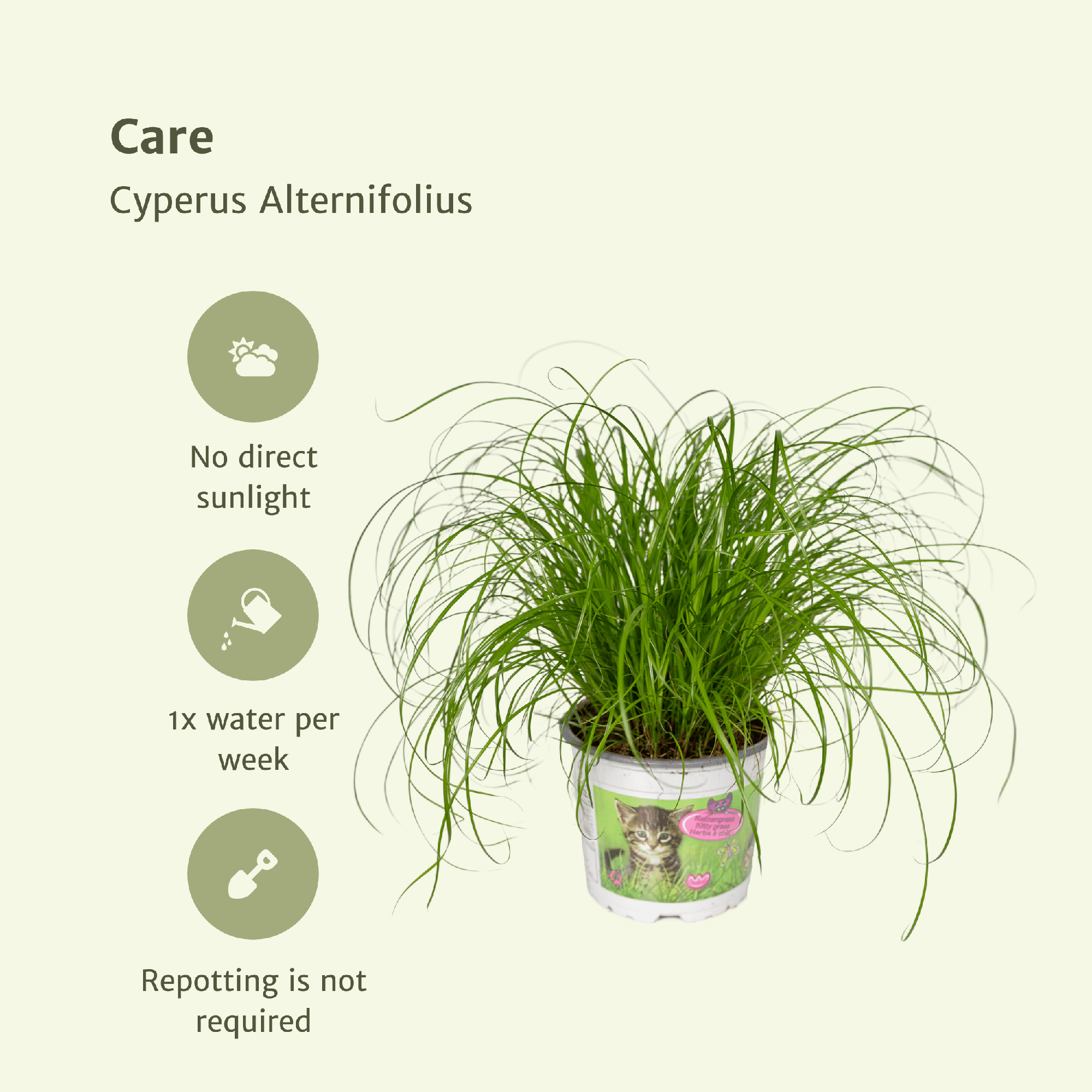 Cyperus Alternifolius (Herbe à chat) - 2 pièces - Ø12cm - ↕20cm