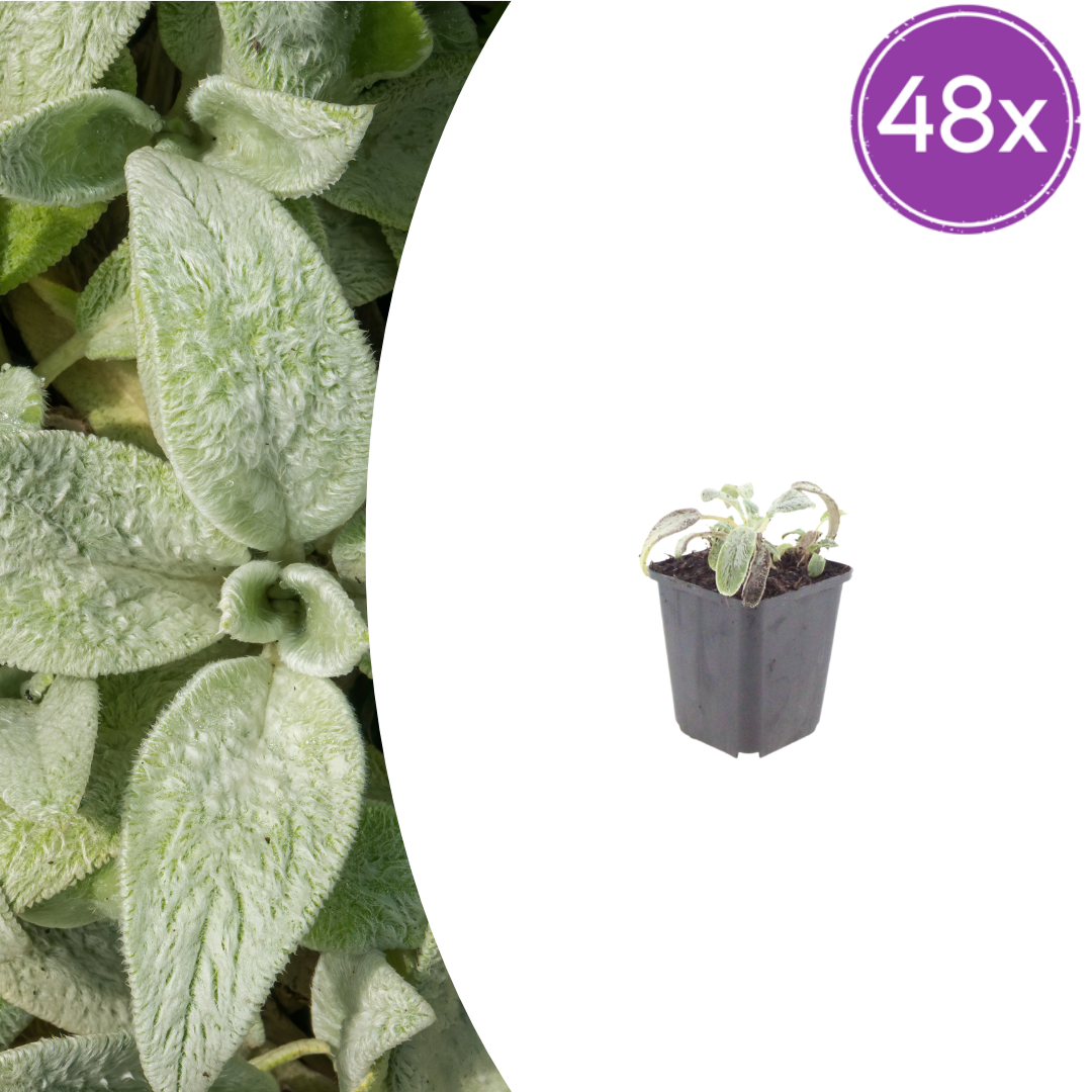48x Stachys byzantina 'Silver Carpet' - ↕10-25cm - Ø9cm