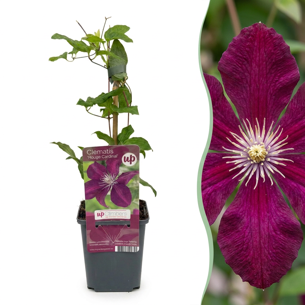 Clematis Rouge Cardinal - Bosrank Rode Kardinaal 4x - Rood - Klimplant - Ø9cm - ↕35cm